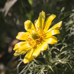 Адонис весенний (Adonis vernalis)
