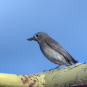 Горихвостка-чернушка (Phoenicurus ochruros)