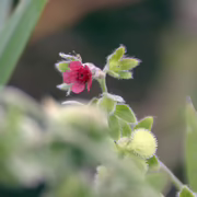 Чернокорень лекарственный (Cynoglossum officinale)