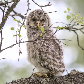 Совёнок длиннохвостой (уральской) неясыти (Strix uralensis)