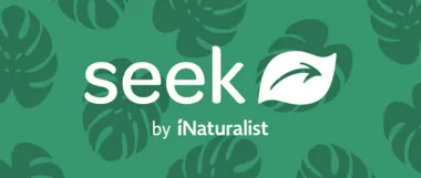 Логотип Seek