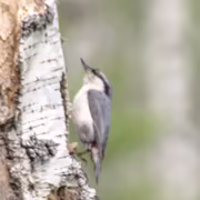Обыкновенный поползень (Sitta europaea)