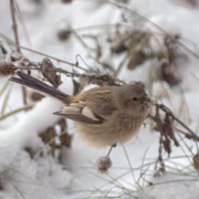 Урагус (Carpodacus sibiricus)