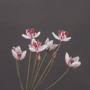 Сусак зонтичный (Butomus umbellatus)