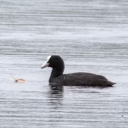 Лысуха (Fulica atra)