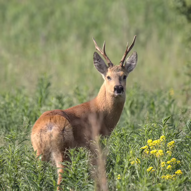 Самец сибирской косули (Capreolus pygargus)