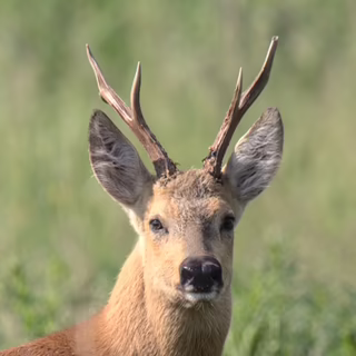 Сибирская косуля (Capreolus pygargus), дистанция чуть более 40 метров