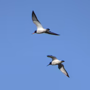 Кулик-сорока (Haematopus ostralegus)