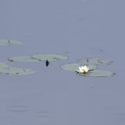 Кувшинка снежно-белая (Nymphaea candida)