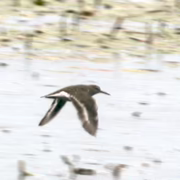 Перевозчик (Actitis hypoleucos)