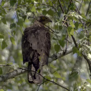 Осоед (Pernis apivorus)