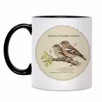 Зяблик (Fringilla coelebs)